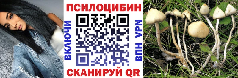 Псилоцибиновые грибы Cubensis  omg зеркало  Прокопьевск 
